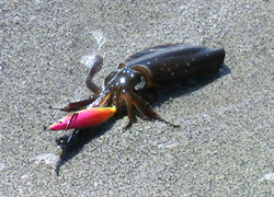 エギング釣行記