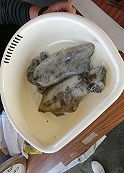 エギング釣行記