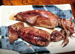 エギング釣行記