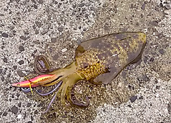 エギング釣行記