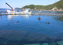 エギング釣行記