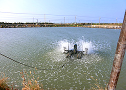 エギング釣行記