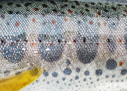 釣行レポート