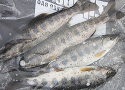 釣行レポート