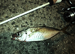 釣行レポート