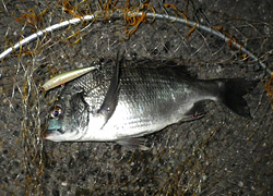 釣行レポート