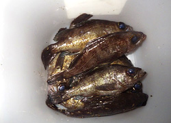 釣行レポート