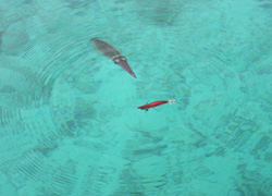 ソルトルアー釣行記