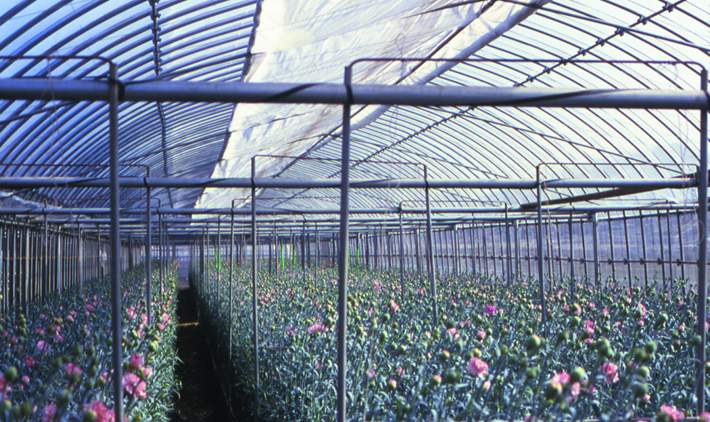 Polyester Spunbond for interior screens in greenhouse with thermal insulation